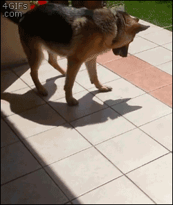 humorous-blog:  startenthousand:  It is shape like dog It is move like dog Hello dog friend! Hello dog!  ▒ 