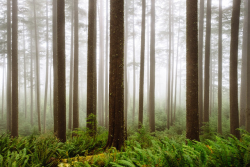 thomaslawn:Fog in the forest near the Oregon coast. Print available on Society6© Thomas Lawn, 2