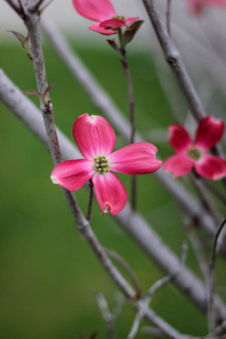 bluelunaphotography:  love blossoms