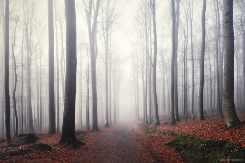 Foggy Forest Walk / by Kilian Schönberger KilianSchoenberger.de facebook.com/KilianSchoenberger