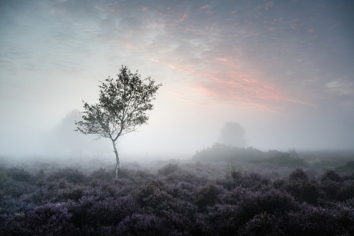 Westleton Heath 27 August 2017 by Matthew Dartford Instagram | Facebook | ETSY | Twitter | Personal 