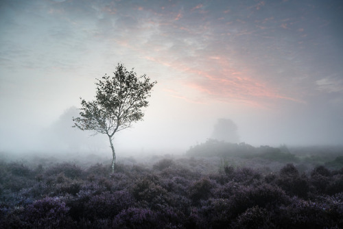 te5seract:Westleton Heath 27 August 2017Someplace in the Peaks 20 May 2017Westleton Heath 27 August 
