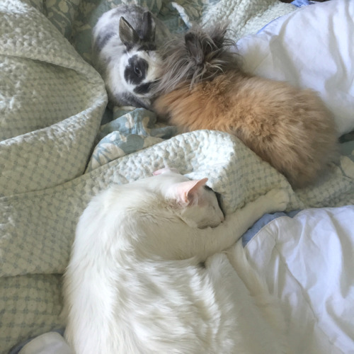 pangur-and-grim:pangur-and-grim:big bed = lots of room for Childrenthrowback to when I had potato-si