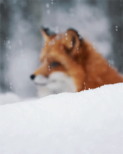 fluffygif:      Loves the first snow   ❄️  