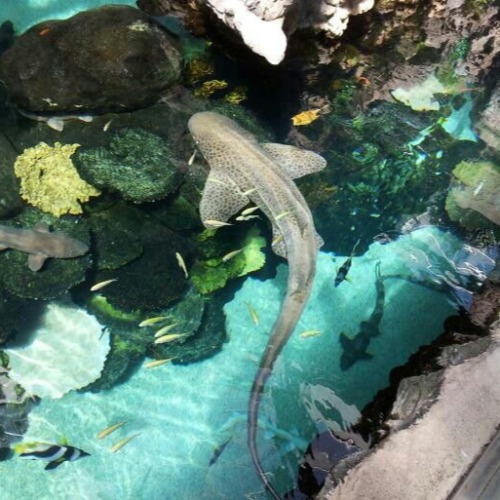I Got An Anon Request For A Fish Themed Moodboard But I Accidentally Deleted It I'm So Sorry :( I Hope