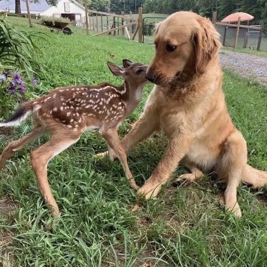 Dogs and their pets ♡