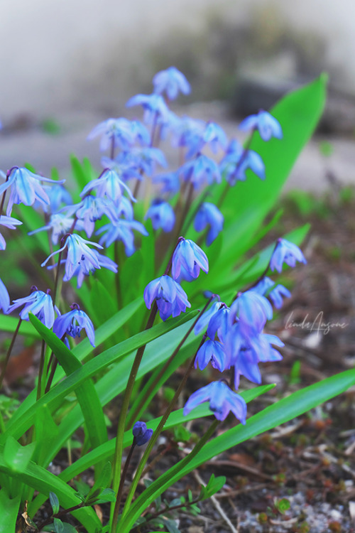 scilla siberica