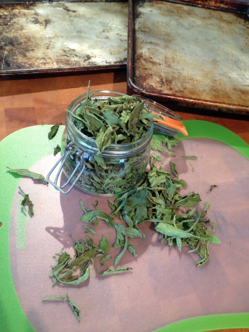 Today was the time to trim back and dehydrate my stevia leaves. It&rsquo;s only July and I think