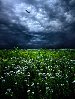 djferreira224: A Wild Heart Looking For Home by Phil~Koch on Flickr. 