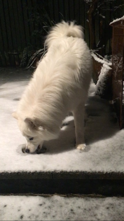 cloudthesamoyed:  cloud being confused at snow. and eating it  