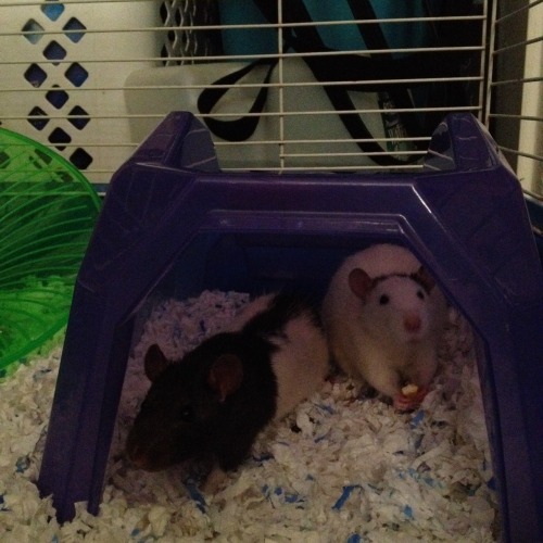 GUESS WHO GOT TWO PERFECT LIL BOY RATTIESthey’re names are (left) Luis and (right) Leon