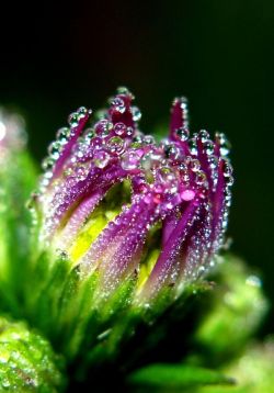 omgshowmetheworld:  Early Morning Dew    