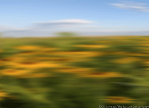 nevver:A Field Guide to Roadside Wildflowers