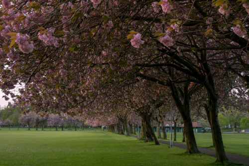 Early morning Blossom on the meadows