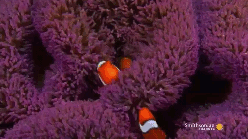 Undersea Edens: Rainforest to Reef by Smithsonian Channel | more gifs