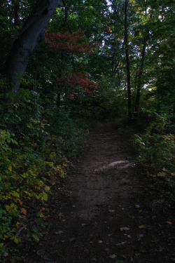 griffotography:   Shady Path by Ken Griffith