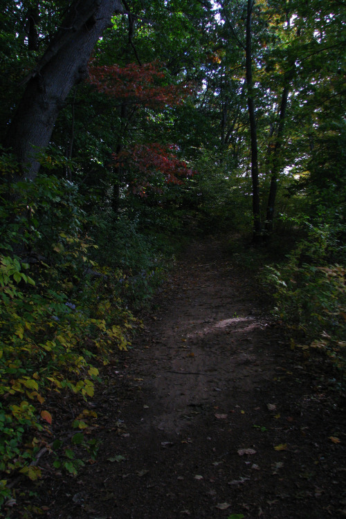 griffotography:   Shady Path by Ken Griffith  DeviantArt | 500px | Flickr 