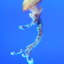 forlornsquid