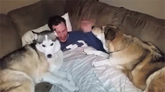 dom-wolfy:  sizvideos:  Jealous dog demands more attention Video  I am jealous dog. 