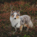 fjordfolk:happy october vibes