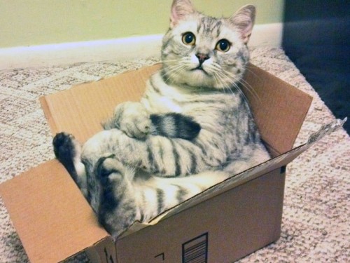 awesome-wow:  fairylene:  Felines love boxes  😺 😸 😹    It’s a kit in a box 