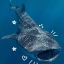 whalesharksrepic56