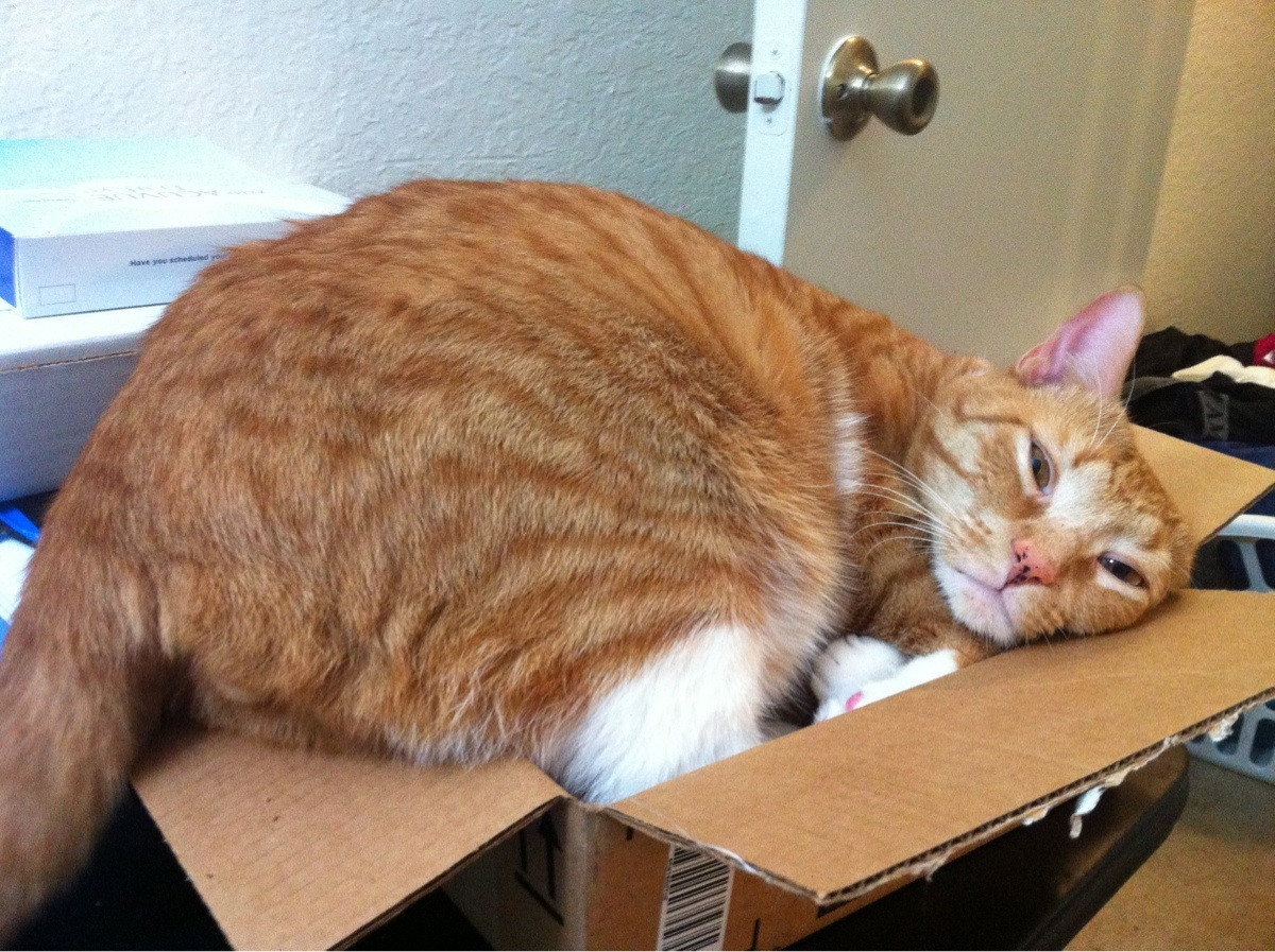 catsbeaversandducks:  10 Cats That Just Found The Perfect Box &ldquo;Oh my sweet