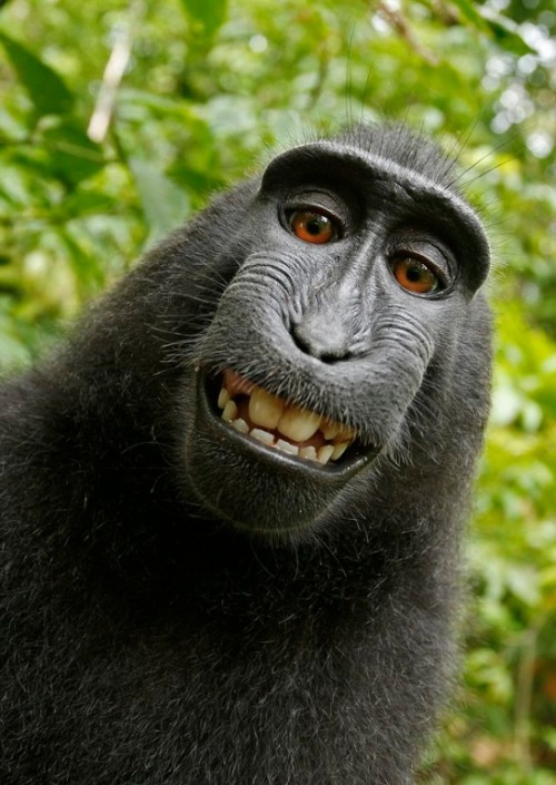 laughingsquid:
“Photographer and Wikimedia Currently Fighting Over Whether a Monkey Owns a Selfie
”