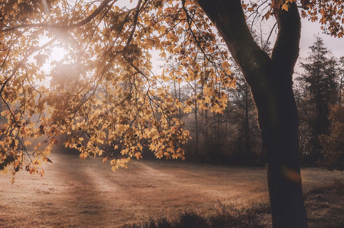 pixelcoder:Dreams of you - German Woodlands - October 2k18IG: https://instagram.com/lutz.heidbrink/