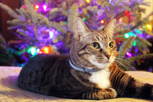kiibster: Merry Christmas from Tokki, who is totally not a model, my camera just turned on by itself