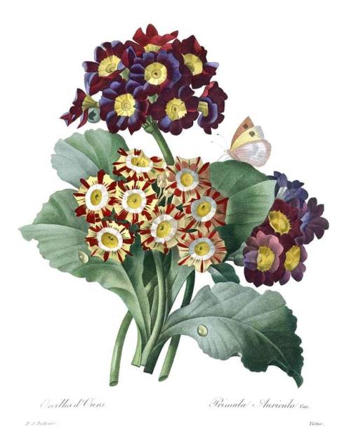 Primula Auricula.  Metal engraving by Victor, based on the artwork of Pierre-Joseph Redoute, for the