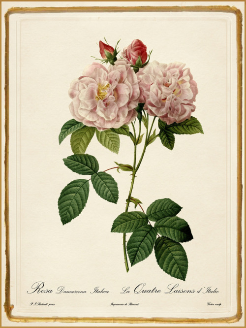 Roses by Pierre-Joseph Redouté (1819 - 1824)