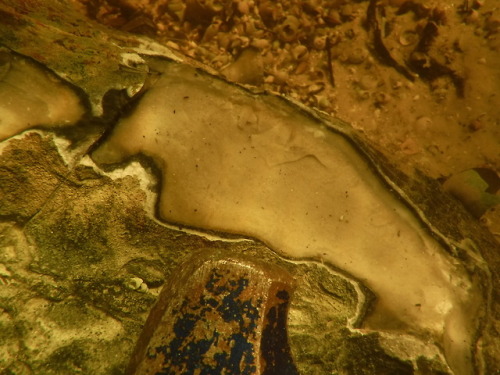 Sampling underwater chert quarries in northwest Florida. A few weeks of working in the Wacissa, Auci