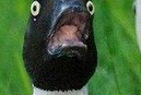 mamacastiel:  IM FUFCKING CRYING AT THIS PICTURE OF A DUCK FUC KING LOOK AT THIS