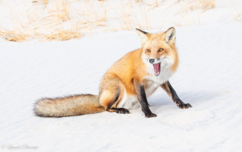Red fox - New Jersey Shore, New Jersey by superpugger Recently recovered an old hard drive. Many a f