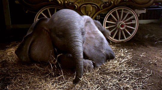 reese-witherspoon: Dumbo (2019) dir. Tim Burton