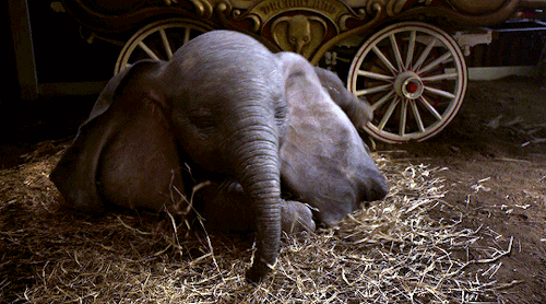 madeline-kahn:Dumbo (2019) dir. Tim Burton2/20/21Movie date with my Daddybear @kitten-sdaddybear