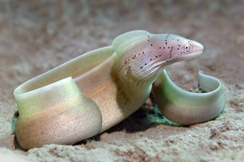 boudhabar:Gymnothorax griseusGreen and sandy rosy colour with freckles is such a pretycombination! T