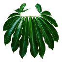 philodendrongoeldii avatar