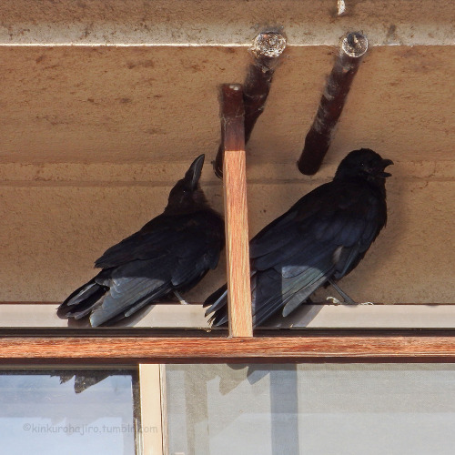 kinkurohajiro: 29 sep. 2015(火) morning crows @ Kamogawa, Kyoto. Jungle Crows (1-3) and Carrion Crows