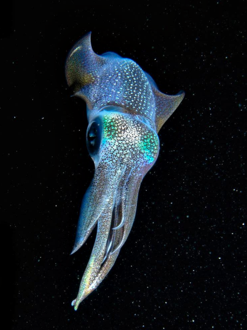 thelovelyseas: Galactic Squid off the cost of Okinawa by Cameron Knudsen