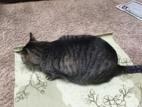 How Am I Supposed To Get All Zen When You Nerds Are Sitting On My Yoga Mat?