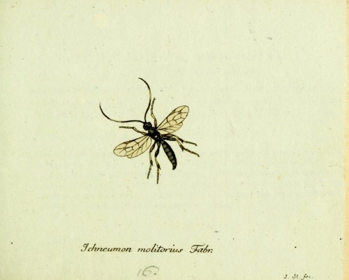 wapiti3:Fauna insectorum Germanicae initialized ; By Panzer, Georg Wolfgang Franz, 1755-1829 Sturm,