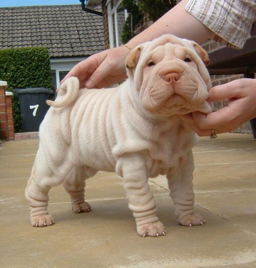 Cute shar pei puppies