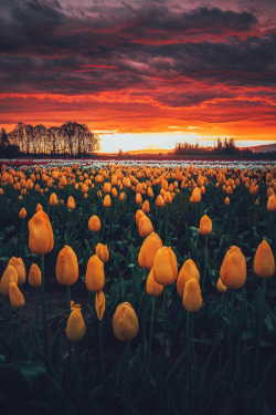 banshy:Wooden Shoe Tulip Festival by Niaz