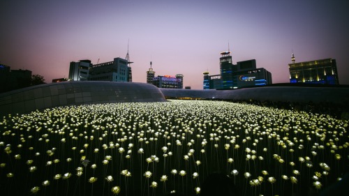 lovesouthkorea:LED rose hill 1|2 by kongjak1