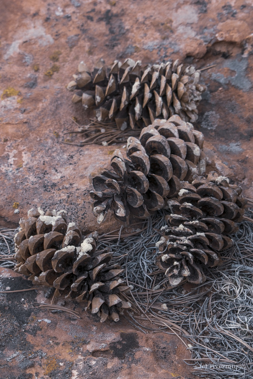 Limber Pine Cones and Lichens: &copy; riverwindphotography, 2020