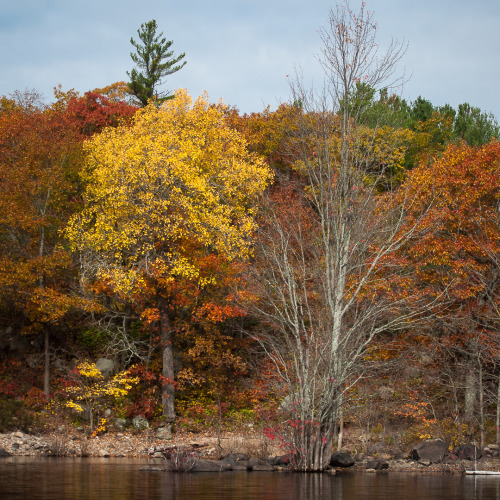 Autumn Walkabout 