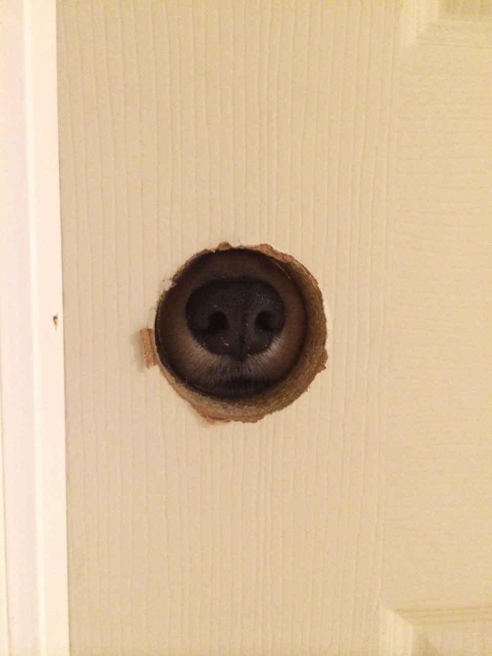twosillycorgis:  That time Ghibli found a glory hole in the front bathroom of my
