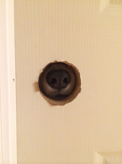 twosillycorgis:  That time Ghibli found a glory hole in the front bathroom of my mom’s home…